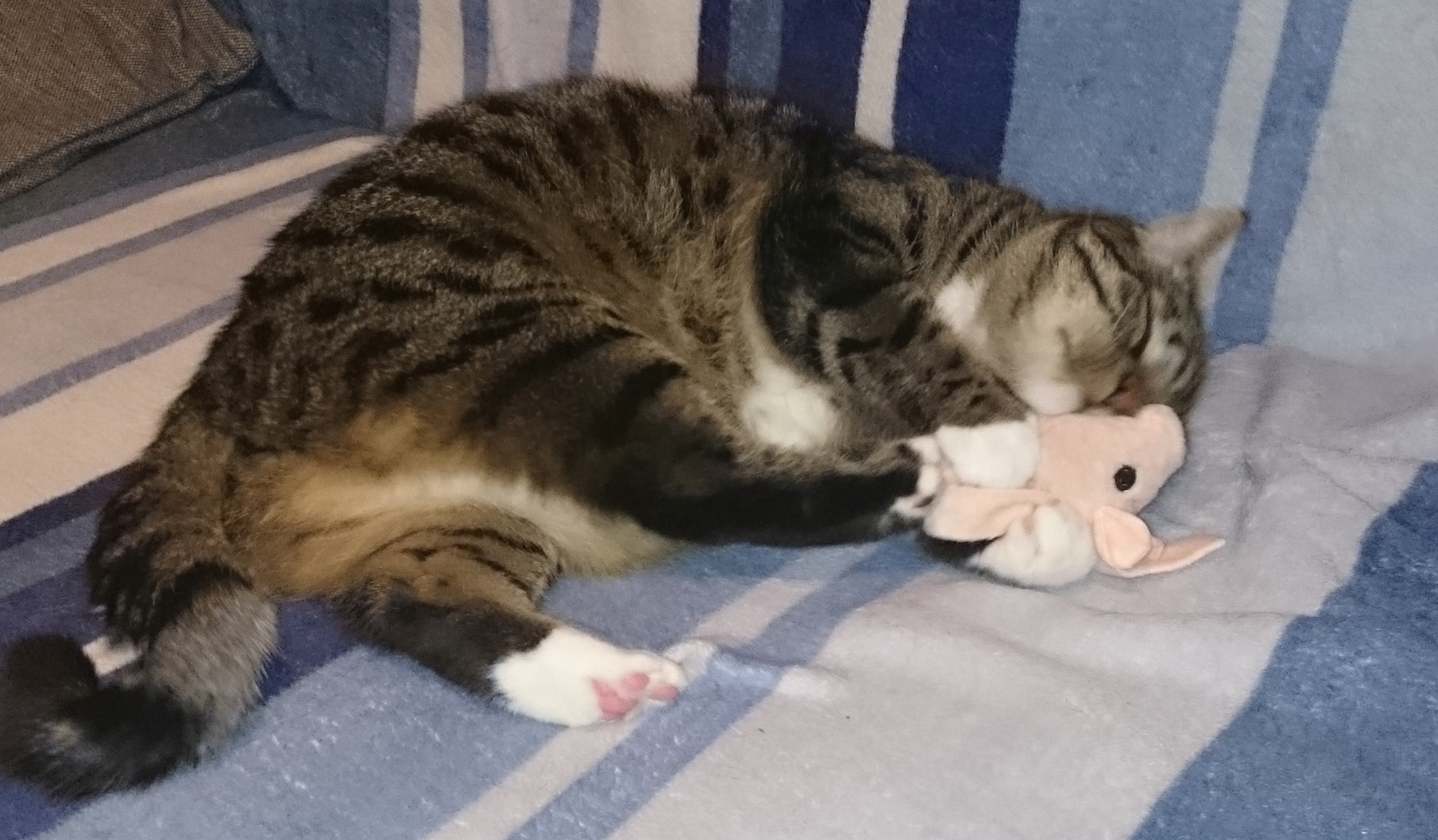 Whitey auf einer Couch liegend und mit einer Spielzeugmaus schmusend